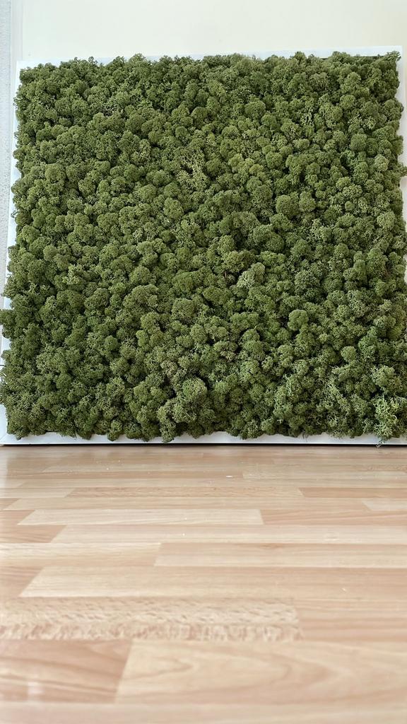 Mos paneel 70x70 cm - Groen mos schilderij, Ophalen, Nieuw