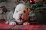 #Prachtige Old English Bulldog pups met stamboom#, Parvo, 8 tot 15 weken, Meerdere, Meerdere dieren