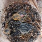 Jonge  zwarte           kleur duiven, Meerdere dieren, Tropenvogel, Geringd
