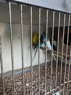 Diverse vogels tekoop.  en  kooien  tekoop, Meerdere dieren, Parkiet