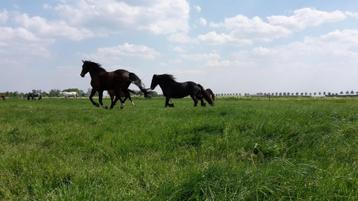 Plek pensioen paard/pony beschikbaar voor biedingen