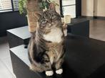 Twee gesteriliseerde poezen ter overname, Dieren en Toebehoren, Katten en Kittens | Overige Katten, Poes