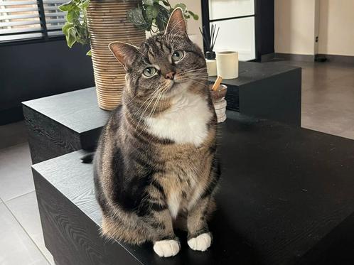 Twee gesteriliseerde poezen ter overname, Dieren en Toebehoren, Katten en Kittens | Overige Katten, Poes
