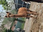 Alpaca merrie 7 jaar oud drachtig (2018), Dieren en Toebehoren, Juni, Vrouwelijk