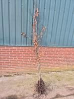 eiken zomereik quercus, Tuin en Terras, Planten | Bomen, Overige soorten, Lente, 100 tot 250 cm, Ophalen