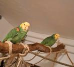 dubbele gele kop  amazone papegaai koppel man en pop