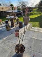 Acer/Japanse Esdoorn Atropurpureum, Bloeit niet, Halfschaduw, 100 tot 250 cm, Overige soorten
