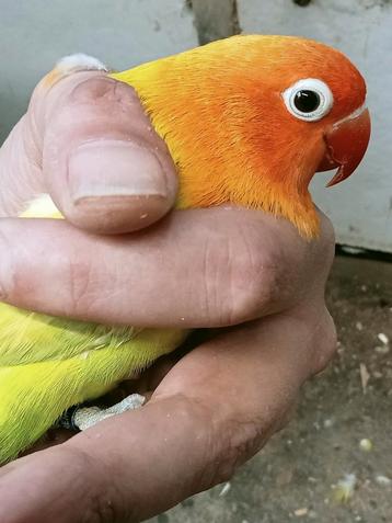 Prachtige brr agapornis fisheri opaline geel pastelino  beschikbaar voor biedingen
