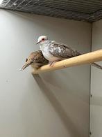 Bonte Diamantduiven, Geslacht onbekend, Tropenvogel, Geringd