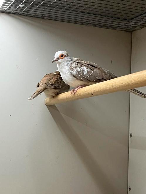 Bonte Diamantduiven, Dieren en Toebehoren, Vogels | Overige Vogels, Tropenvogel, Geslacht onbekend, Geringd