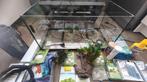 Aquarium 60 x 30 inclusief alle toebehoren, Dieren en Toebehoren, Ophalen, Zo goed als nieuw, Leeg aquarium