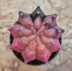 Cactus Gymnocalycium Mihanovichii p7 (L), Huis en Inrichting, Kamerplanten, Ophalen of Verzenden, Cactus, Volle zon, Minder dan 100 cm