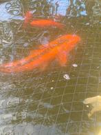 Koi karpers, Dieren en Toebehoren, Karper of Koi