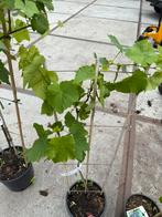 Hollandse blsuwe druiven planten pst  7,95  4 voor 2950, Ophalen, Volle zon, Vaste plant, Zomer