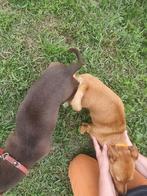 Jack russell pups, Dieren en Toebehoren, Honden | Jack Russells en Terriërs, Rabiës (hondsdolheid), Jack Russell Terriër, 8 tot 15 weken