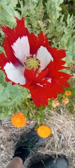 Papaver somniferum 'Danish Flag' zaden, Ophalen of Verzenden, Voorjaar, Volle zon, Zaad