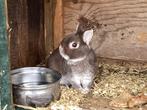 Konijnen, Dieren en Toebehoren, Konijnen, Meerdere dieren, Dwerg, 3 tot 5 jaar