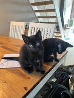 Kitten Europese korthaar, Dieren en Toebehoren, Katten en Kittens | Overige Katten, Poes