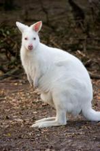 wallaby kangoeroe, Dieren en Toebehoren, Overige Dieren, Mannelijk