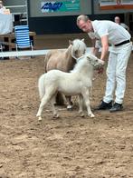 Cremello merrie veulen uit predikaat stam, Dieren en Toebehoren, Pony's, Merrie, 0 tot 2 jaar