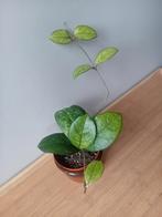Hoya hang/klimplant 20cm, Ophalen, Overige soorten, Halfschaduw, In pot