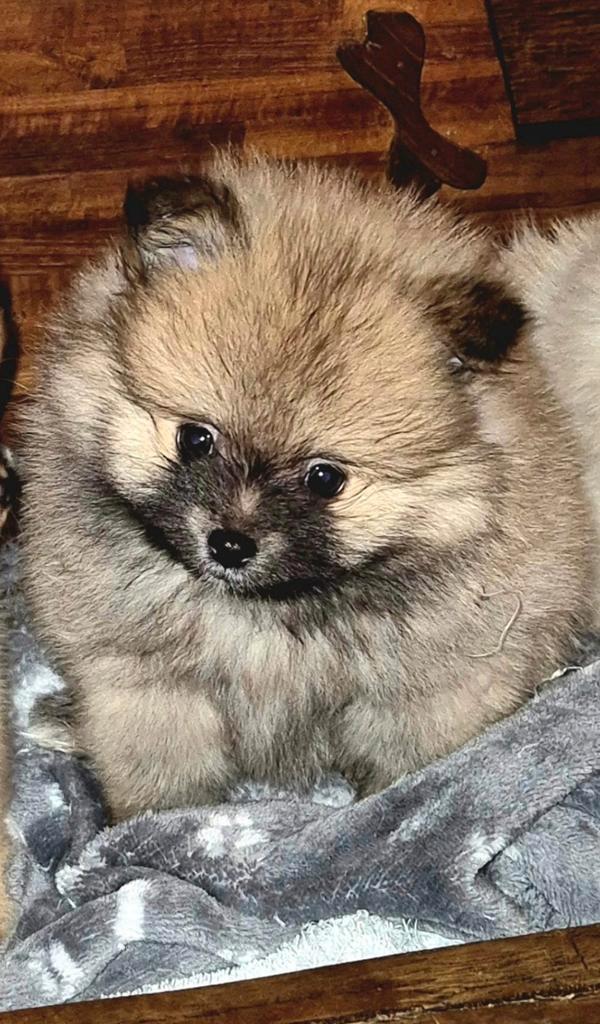 Super mooie Pomeriaan pup reutje zoekt gouden huisje, Dieren en Toebehoren, Honden | Poolhonden, Keeshonden en Oertypen, Meerdere dieren