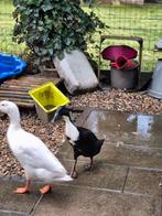 Loopeenden, Dieren en Toebehoren, Meerdere dieren, Eend