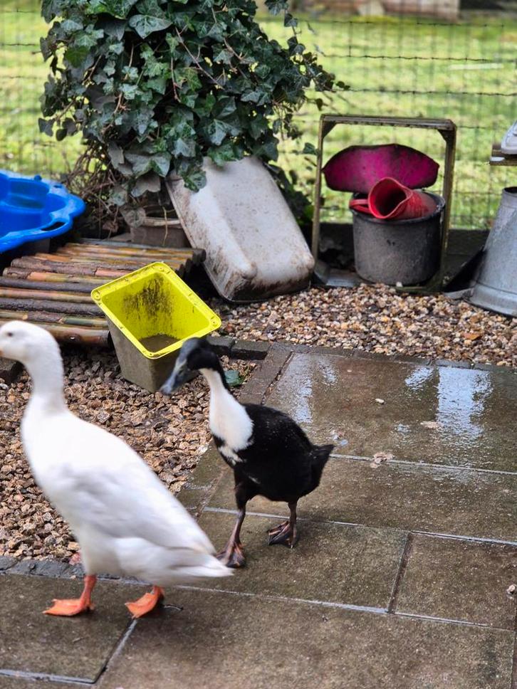 Loopeenden, Dieren en Toebehoren, Pluimvee, Eend, Meerdere dieren