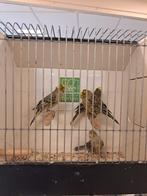 Lizard kanaries, Dieren en Toebehoren, Vogels | Overige Vogels, Meerdere dieren, Geringd