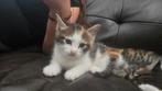 Poesje zoekt eigen huisje, Dieren en Toebehoren, Katten en Kittens | Overige Katten, Poes, Kortharig, 0 tot 2 jaar