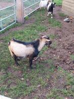 Prachtige dwergbok te koop!, Dieren en Toebehoren, Schapen, Geiten en Varkens, Mannelijk, Geit