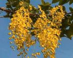Gouden regen op stam | Laburnum | Grote exemplaren OP = OP, Tuin en Terras, Planten | Bomen, Overige soorten, Lente, 250 tot 400 cm