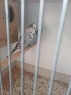 Engelse parkieten, Dieren en Toebehoren, Vogels | Overige Vogels, Meerdere dieren, Tropenvogel