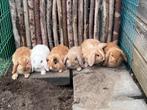 Jonge Nederlandse hangoordwerg konijnen, Dieren en Toebehoren, Konijnen, Meerdere dieren, Dwerg