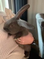 Duitse reus 9 weken oud (rammetje), Mannelijk, Groot, 0 tot 2 jaar