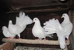 Jonge Pauwstaart duiven te koop!, Dieren en Toebehoren, Vogels | Duiven, Meerdere dieren, Overige soorten