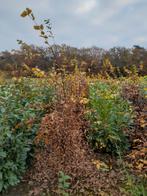 Haagbeuk 100 -250 cm, Tuin en Terras, Planten | Struiken en Hagen, Ophalen