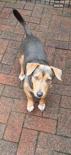 Jack russel DEKREU bleu and tan, Rabiës (hondsdolheid), Jack Russell Terriër, Reu, 1 tot 2 jaar