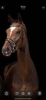 Super liever ruin weidemaatje/therapiepaard, Dieren en Toebehoren, Paarden, Gechipt, Ruin, Niet van toepassing, Recreatiepaard