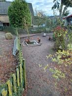 Jonge Sabelpoot Krielhaantjes, Dieren en Toebehoren, Pluimvee, Meerdere dieren, Kip