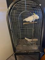 Kakato, Mannelijk, Parkiet