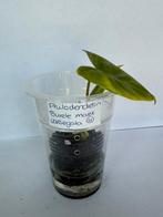 Philodendron burle marx variegata (4), Huis en Inrichting, Kamerplanten, Ophalen of Verzenden, Overige soorten, Minder dan 100 cm