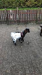 Te koop of te ruil dwergbokje, Dieren en Toebehoren, Mannelijk, Geit, 0 tot 2 jaar