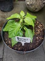 Pepperplanten! Carolina Reaper, Dorset naga, Tuin en Terras, Zomer, Ophalen of Verzenden, Volle zon