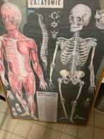 L’anatomie poster vintage 51,5 x 71,5, Ophalen, Natuur en Biologie