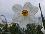 Speciale Narcissen bollen - moonspirit, Ophalen of Verzenden, Najaar, Volle zon, Bloembol