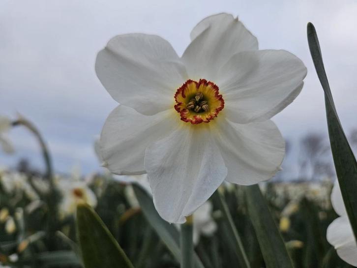 Speciale Narcissen bollen - moonspirit, Tuin en Terras, Bloembollen en Zaden, Bloembol, Najaar, Volle zon, Ophalen of Verzenden