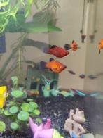 Platy's oranje met zwart, Dieren en Toebehoren, Vis, Zoetwatervis, Schoolvis