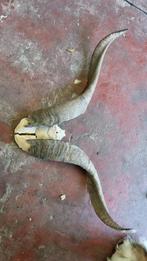 Hoorns gewei Geit bok, Ophalen of Verzenden