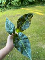 Alocasia Regal Shields Variegata, Ophalen of Verzenden, Overige soorten, Minder dan 100 cm